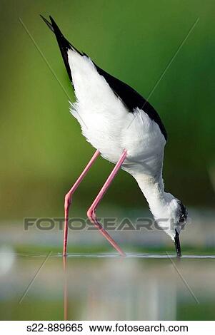 Black. winged Stilt (Himantopus himantopus) View Large Photo Image Stock Photography - Black. winged Stilt (Himantopus himantopus). Fotosearch