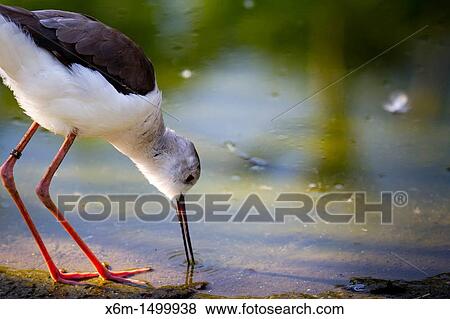 Stock Photo - Black-winged Stilt or Common Stilt Himantopus himantopus. Fotosearch