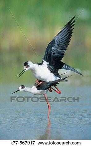 Black-winged Stilts, copulation (Himantopus himantopus). Extremadura, Spain View Large Photo Image Stock Photo - Black-winged Stilts, copulation (Himantopus himantopus). Extremadura, Spain. Fotosearch