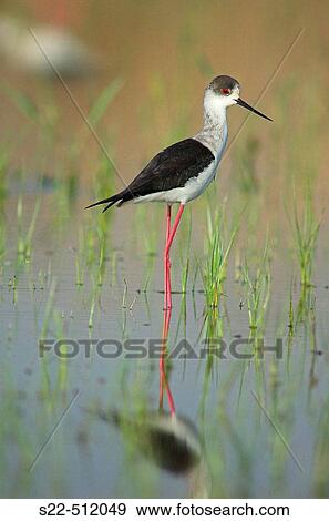 Black-winged Stilts (Himantopus himantopus). Marjal del Moro, marshes landscape. Sagunt. Valencia province, Spain View Large Photo Image Stock Photo - Black-winged Stilts (Himantopus himantopus). Marjal del Moro, marshes landscape. Sagunt. Valencia province, Spain. Fotosearch