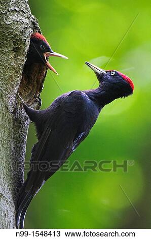 Black woodpecker Dryocopus martius, adult sitting at the entrance of the cave, juvenile demanding for feeding, Bavaria View Large Photo Image Stock Image - Black woodpecker Dryocopus martius, adult sitting at the entrance of the cave, juvenile demanding for feeding, Bavaria. Fotosearch