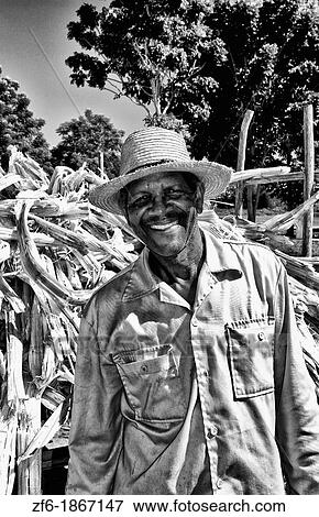 Black worker collecting sugar cane stalks on truck in small village of Australia Cuba farm country View Large Photo Image Stock Photo - Black worker collecting sugar cane stalks on truck in small village of Australia Cuba farm country. Fotosearch