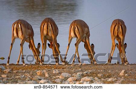Black_faced Impala (Aepyceros melampus petersi) _ Females, drinking water, Etosha National Park, Namibia View Large Photo Image Stock Image - Black_faced Impala (Aepyceros melampus petersi) _ Females, drinking water, Etosha National Park, Namibia. Fotosearch