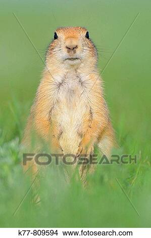 Picture - Black_tailed Prairie Dog (Cynomys ludovicianus). Windcave N. P., South Dakota, USA.. Fotosearch