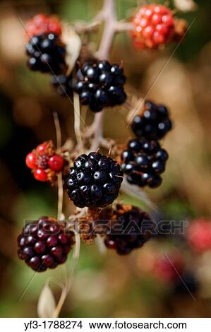 Blackberries, Rubus fruticosus, Spain. View Large Photo Image Picture - Blackberries, Rubus fruticosus, Spain.. Fotosearch