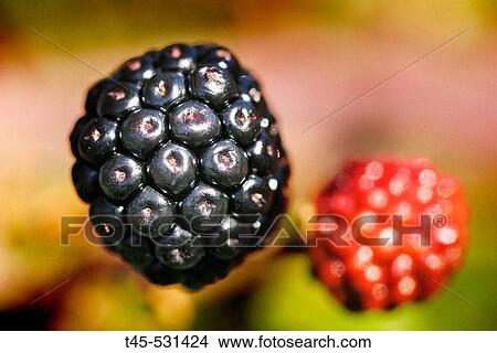 Blackberry (Rubus fruticosus). Beaumes de Venise, Provence (France) View Large Photo Image Picture - Blackberry (Rubus fruticosus). Beaumes de Venise, Provence (France). Fotosearch