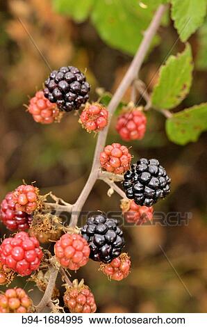 Blackberry (Rubus ulmifolius, fam. Rosaceae), Osseja, Languedoc-Roussillon, Pyrenees Orientales, France View Large Photo Image Stock Photography - Blackberry (Rubus ulmifolius, fam. Rosaceae), Osseja, Languedoc-Roussillon, Pyrenees Orientales, France. Fotosearch