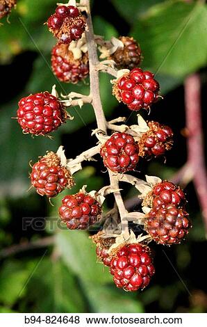 Blackberry (Rubus ulmifolius). Osseja, Languedoc-Roussillon, Pyrenees Orientales, France View Large Photo Image Stock Photo - Blackberry (Rubus ulmifolius). Osseja, Languedoc-Roussillon, Pyrenees Orientales, France. Fotosearch