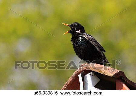Blackbird, Gotland, Sweden View Large Photo Image Stock Photograph - Blackbird, Gotland, Sweden. Fotosearch
