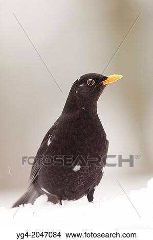 Blackbird in the Snow (Turdus merula). View Large Photo Image Picture - Blackbird in the Snow (Turdus merula).. Fotosearch