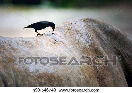 Blackbird pecking on Rhinoceros View Large Photo Image Stock Photo - Blackbird pecking on Rhinoceros. Fotosearch