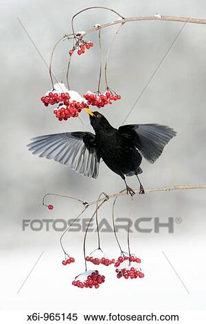 Blackbird Turdus merula, feeding on Guelder Rose berries in winter, Germany View Large Photo Image Stock Photography - Blackbird Turdus merula, feeding on Guelder Rose berries in winter, Germany. Fotosearch