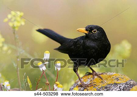 Blackbird (Turdus merula). Sevilla, Andalusia, Spain View Large Photo Image Stock Photo - Blackbird (Turdus merula). Sevilla, Andalusia, Spain. Fotosearch