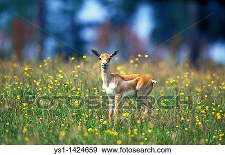 BLACKBUCK ANTILOPE antilope cervicapra, YOUNG WITH FLOWERS View Large Photo Image Stock Photo - BLACKBUCK ANTILOPE antilope cervicapra, YOUNG WITH FLOWERS. Fotosearch