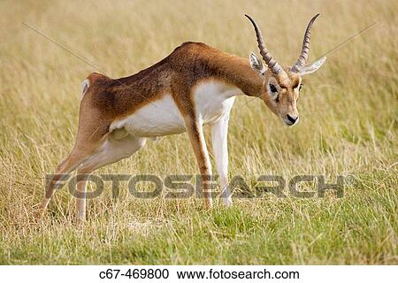 Blackbuck. Immature male stretching. View Large Photo Image Stock Image - Blackbuck. Immature male stretching.. Fotosearch