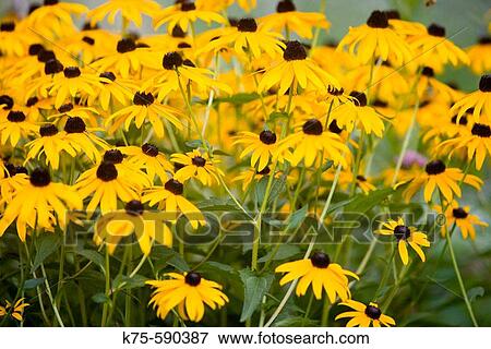 Blackeyed susans (Rudbeckia hirta) View Large Photo Image Stock Photo - Blackeyed susans (Rudbeckia hirta). Fotosearch