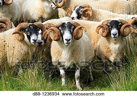 Picture - Blackface Scottish sheep Ram Argyll county Ardnamurchan Scotlland Ovis aries Order Artiodactyla Family: Bovidae.. Fotosearch
