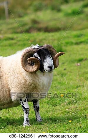 Blackface Scottish sheep Ram Argyll county Ardnamurchan Scotlland Ovis aries Order Artiodactyla Family: Bovidae. View Large Photo Image Stock Image - Blackface Scottish sheep Ram Argyll county Ardnamurchan Scotlland Ovis aries Order Artiodactyla Family: Bovidae.. Fotosearch