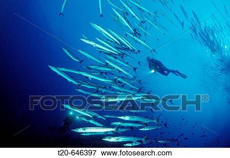 Blackfin barracuda and scuba diver, Sphyraena qenie, Sudan, Africa, Red Sea View Large Photo Image Stock Photo - Blackfin barracuda and scuba diver, Sphyraena qenie, Sudan, Africa, Red Sea. Fotosearch