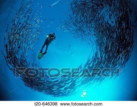 Blackfin barracuda, Sphyraena qenie, Sudan, Africa, Red Sea View Large Photo Image Stock Photo - Blackfin barracuda, Sphyraena qenie, Sudan, Africa, Red Sea. Fotosearch