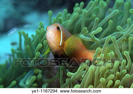Picture - Blackfoot Anemonefish (Amphiprion nigripes) hosted in a magnificent sea anemone.. Fotosearch