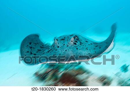 Blackspotted Stingray, Taeniura meyeni, Indian Ocean, Maldives View Large Photo Image Stock Image - Blackspotted Stingray, Taeniura meyeni, Indian Ocean, Maldives. Fotosearch