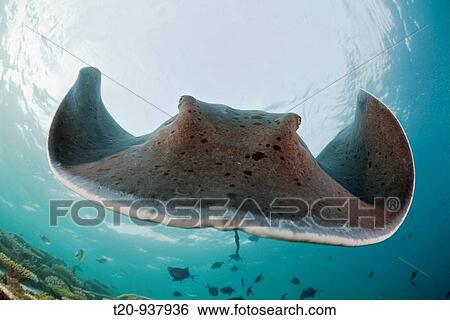 Stock Photograph - Blackspotted Stingray, Taeniura meyeni, Ellaidhoo House Reef, North Ari Atoll, Maldives. Fotosearch