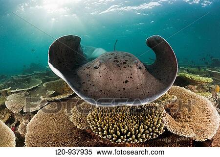 Blackspotted Stingray, Taeniura meyeni, Ellaidhoo House Reef, North Ari Atoll, Maldives View Large Photo Image Stock Photography - Blackspotted Stingray, Taeniura meyeni, Ellaidhoo House Reef, North Ari Atoll, Maldives. Fotosearch