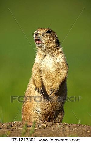 Blacktail Prairie Dog Cynomys ludovicianus Wyoming - USA - Social animals that live in? towns? and post sentinels to warn of impending predators - Live in and around burrows deep within the ground. View Large Photo Image Stock Image - Blacktail Prairie Dog Cynomys ludovicianus Wyoming - USA - Social animals that live in? towns? and post sentinels to warn of impending predators - Live in and around burrows deep within the ground.. Fotosearch