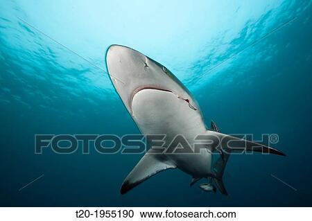 Blacktip Shark, Carcharhinus limbatus, Aliwal Shoal, Indian Ocean, South Africa. View Large Photo Image Stock Image - Blacktip Shark, Carcharhinus limbatus, Aliwal Shoal, Indian Ocean, South Africa.. Fotosearch