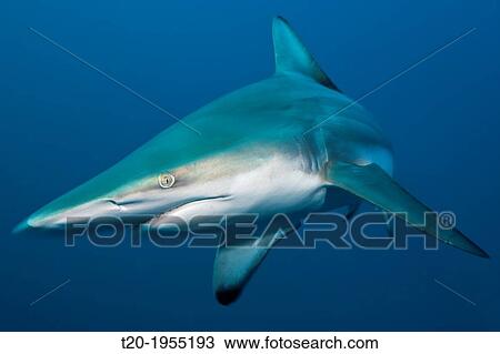 Blacktip Shark, Carcharhinus limbatus, Aliwal Shoal, Indian Ocean, South Africa. View Large Photo Image Stock Image - Blacktip Shark, Carcharhinus limbatus, Aliwal Shoal, Indian Ocean, South Africa.. Fotosearch