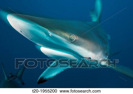 Blacktip Shark, Carcharhinus limbatus, Aliwal Shoal, Indian Ocean, South Africa. View Large Photo Image Stock Image - Blacktip Shark, Carcharhinus limbatus, Aliwal Shoal, Indian Ocean, South Africa.. Fotosearch