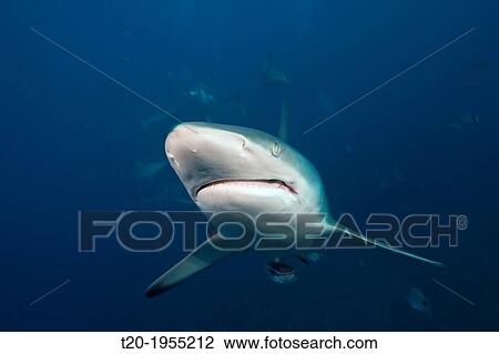Blacktip Shark, Carcharhinus limbatus, Aliwal Shoal, Indian Ocean, South Africa. View Large Photo Image Stock Image - Blacktip Shark, Carcharhinus limbatus, Aliwal Shoal, Indian Ocean, South Africa.. Fotosearch