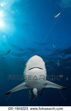 Blacktip Shark, Carcharhinus limbatus, Aliwal Shoal, Indian Ocean, South Africa. View Large Photo Image Stock Image - Blacktip Shark, Carcharhinus limbatus, Aliwal Shoal, Indian Ocean, South Africa.. Fotosearch