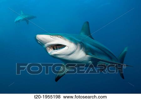 Blacktip Shark, Carcharhinus limbatus, Aliwal Shoal, Indian Ocean, South Africa. View Large Photo Image Stock Photo - Blacktip Shark, Carcharhinus limbatus, Aliwal Shoal, Indian Ocean, South Africa.. Fotosearch