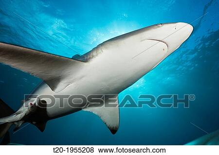 Blacktip Shark, Carcharhinus limbatus, Aliwal Shoal, Indian Ocean, South Africa. View Large Photo Image Stock Photo - Blacktip Shark, Carcharhinus limbatus, Aliwal Shoal, Indian Ocean, South Africa.. Fotosearch