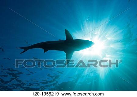Blacktip Shark, Carcharhinus limbatus, Aliwal Shoal, Indian Ocean, South Africa. View Large Photo Image Stock Photo - Blacktip Shark, Carcharhinus limbatus, Aliwal Shoal, Indian Ocean, South Africa.. Fotosearch
