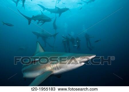 Blacktip Sharks, Carcharhinus limbatus, Aliwal Shoal, Indian Ocean, South Africa. View Large Photo Image Stock Image - Blacktip Sharks, Carcharhinus limbatus, Aliwal Shoal, Indian Ocean, South Africa.. Fotosearch
