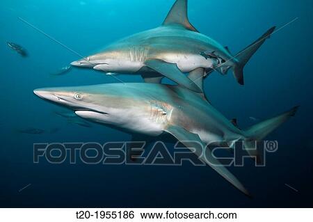 Blacktip Sharks, Carcharhinus limbatus, Aliwal Shoal, Indian Ocean, South Africa. View Large Photo Image Stock Photograph - Blacktip Sharks, Carcharhinus limbatus, Aliwal Shoal, Indian Ocean, South Africa.. Fotosearch