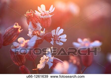 Stock Photo - Bladder campion Gotland Sweden.. Fotosearch