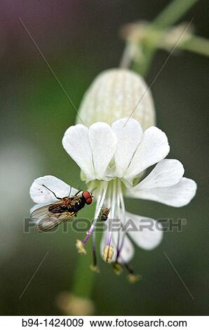 Bladder Campion with a fly (Silene inflata, fam. Caryophyllaceae). Eyna valley, Languedoc-Roussillon, Pyrenees-Orientales, France View Large Photo Image Stock Photo - Bladder Campion with a fly (Silene inflata, fam. Caryophyllaceae). Eyna valley, Languedoc-Roussillon, Pyrenees-Orientales, France. Fotosearch