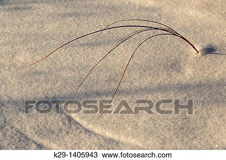 Blades of grass protruding from fresh snow View Large Photo Image Stock Image - Blades of grass protruding from fresh snow. Fotosearch