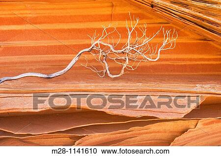 Bleached branch against patterns in layered sandstone, South Coyote Buttes, Vermilion Cliffs Wilderness Utah View Large Photo Image Stock Image - Bleached branch against patterns in layered sandstone, South Coyote Buttes, Vermilion Cliffs Wilderness Utah. Fotosearch