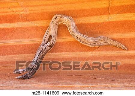 Bleached branch against patterns in layered sandstone, South Coyote Buttes, Vermilion Cliffs Wilderness Utah View Large Photo Image Stock Photo - Bleached branch against patterns in layered sandstone, South Coyote Buttes, Vermilion Cliffs Wilderness Utah. Fotosearch