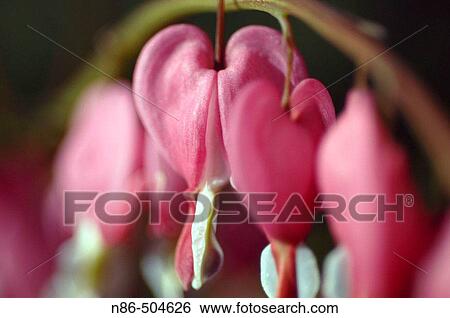 Bleeding Hearts (Dicentra sp. ) View Large Photo Image Stock Photograph - Bleeding Hearts (Dicentra sp. ). Fotosearch