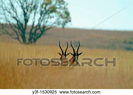 Blesboks. Reddish brown colour, pale rown buttock patch and white blaze on face Found on the plains of South Africa Free State View Large Photo Image Stock Photography - Blesboks. Reddish brown colour, pale rown buttock patch and white blaze on face Found on the plains of South Africa Free State. Fotosearch