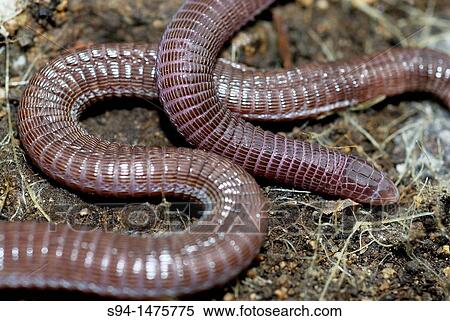 Stock Photography - Blind snake Blanus cinereus in Cerceda, Madrid, Spain. Fotosearch