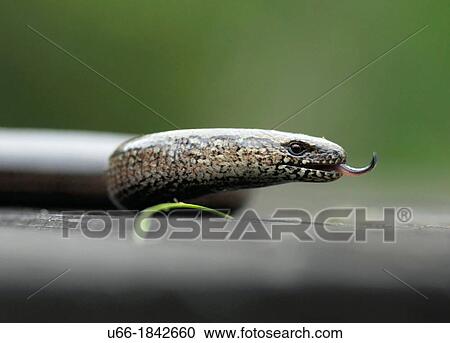 Stock Image - Blindworm Anguis fragilis Sweden.. Fotosearch