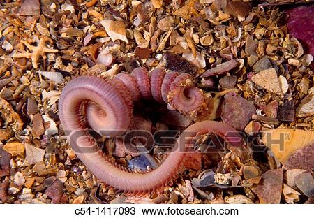 Blood worm (Glycera gigantea), Eastern Atlantic, Galicia, Spain View Large Photo Image Stock Image - Blood worm (Glycera gigantea), Eastern Atlantic, Galicia, Spain. Fotosearch