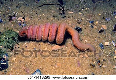 Blood worm (Glycera tridactyla), Eastern Atlantic, Galicia, Spain View Large Photo Image Stock Photography - Blood worm (Glycera tridactyla), Eastern Atlantic, Galicia, Spain. Fotosearch